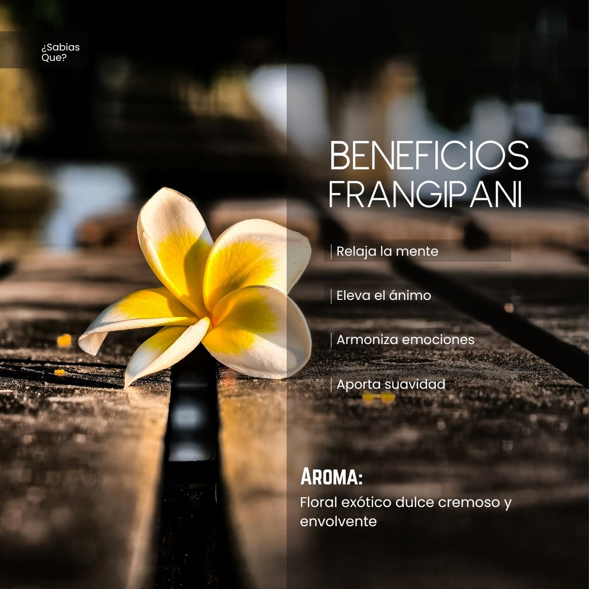 Aceite Esencial Tea Tree