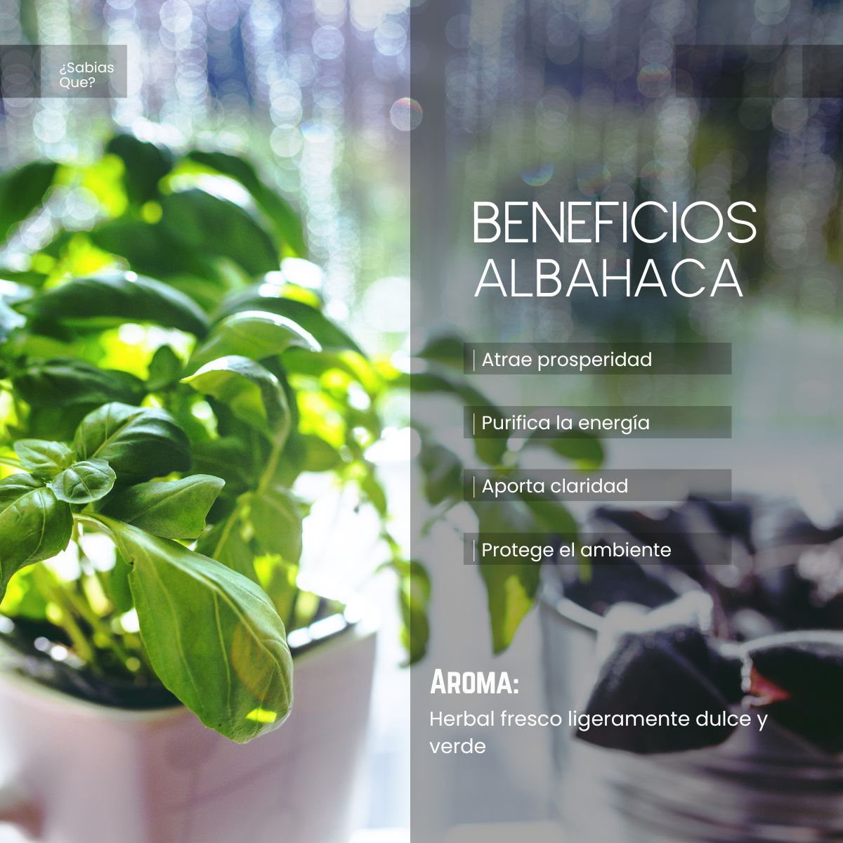 Aceite Esencial Albahaca