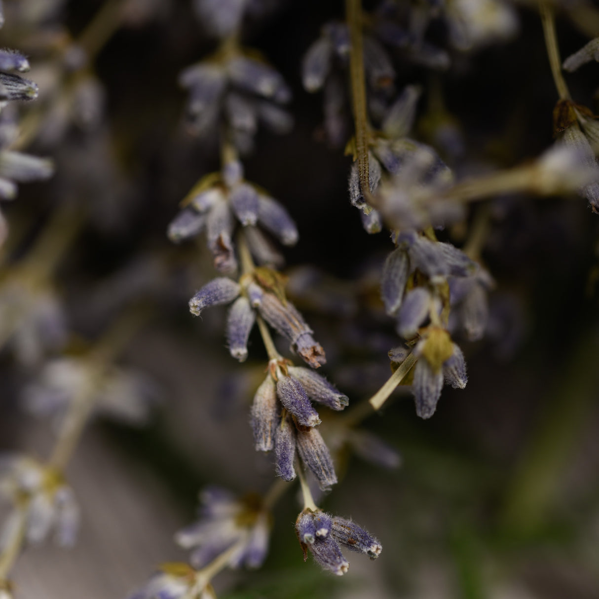 Perlas Aromaticas Lavanda en Bosita
