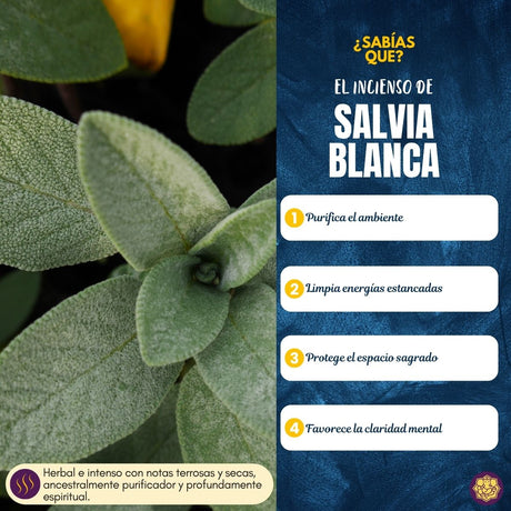 Incienso Natural Golden Nag Salvia Blanca - Vijayshree