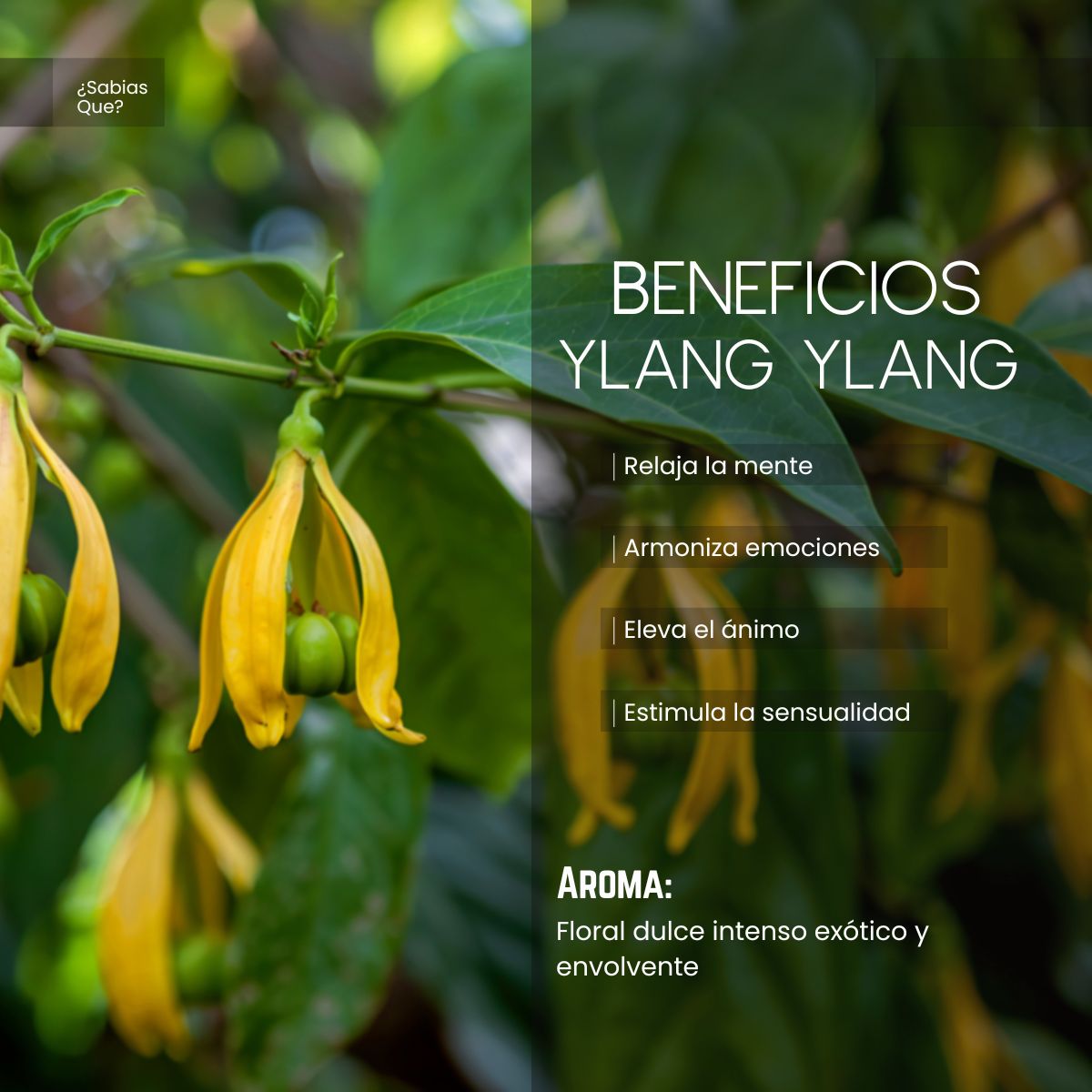 Aceite Esencial Ylang Ylang