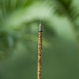 Varilla Sahumerio Palo Santo - Sagrada Madre